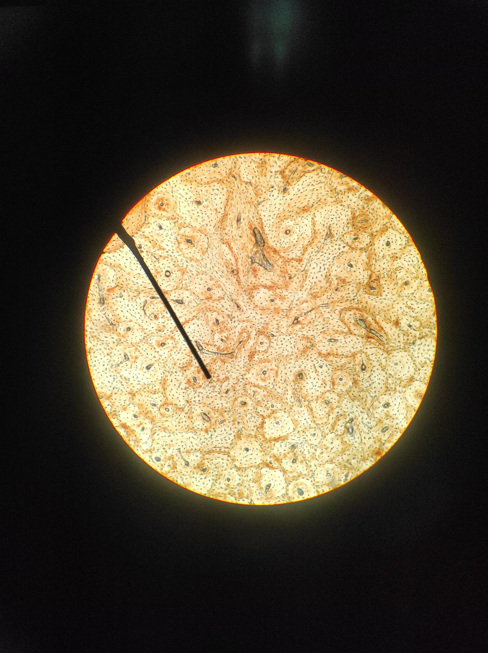 Close-up view under microscope showing plant tissue cross section.